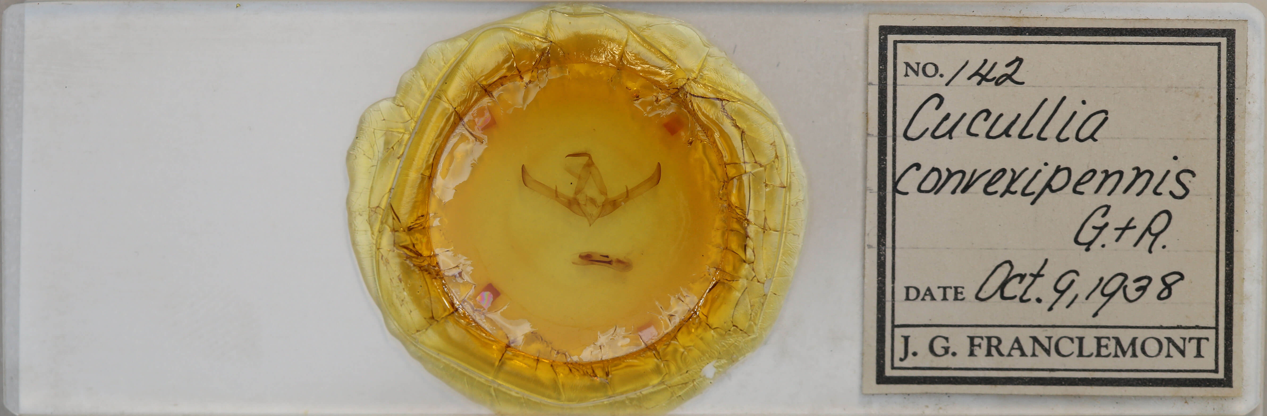 slide view of adult Cucullia convexipennis