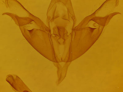 genitalia view of adult Opsigalea perlucida