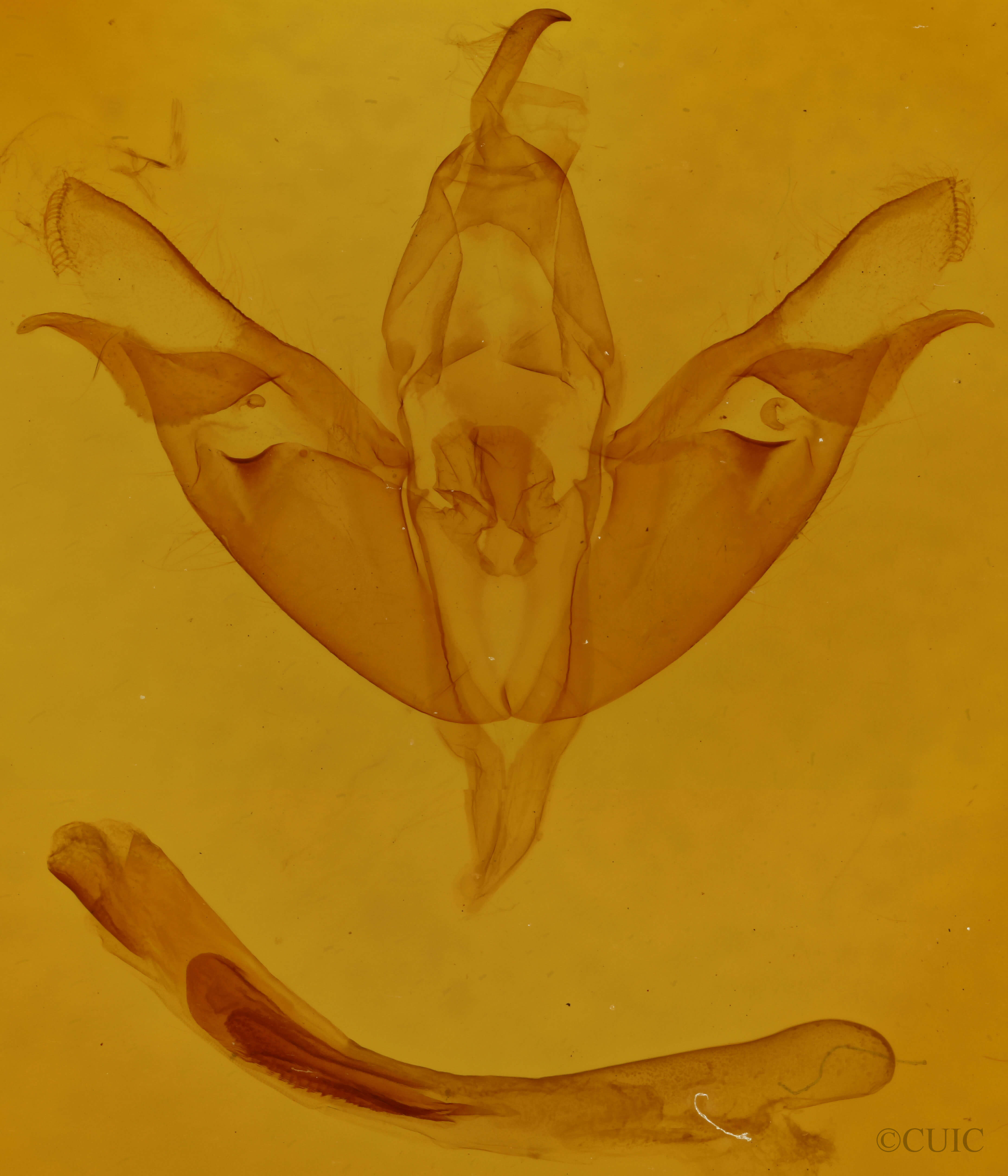 genitalia view of adult Opsigalea perlucida