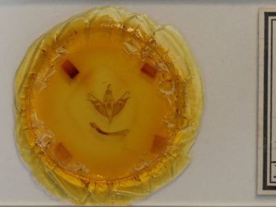 slide view of adult Opsigalea perlucida