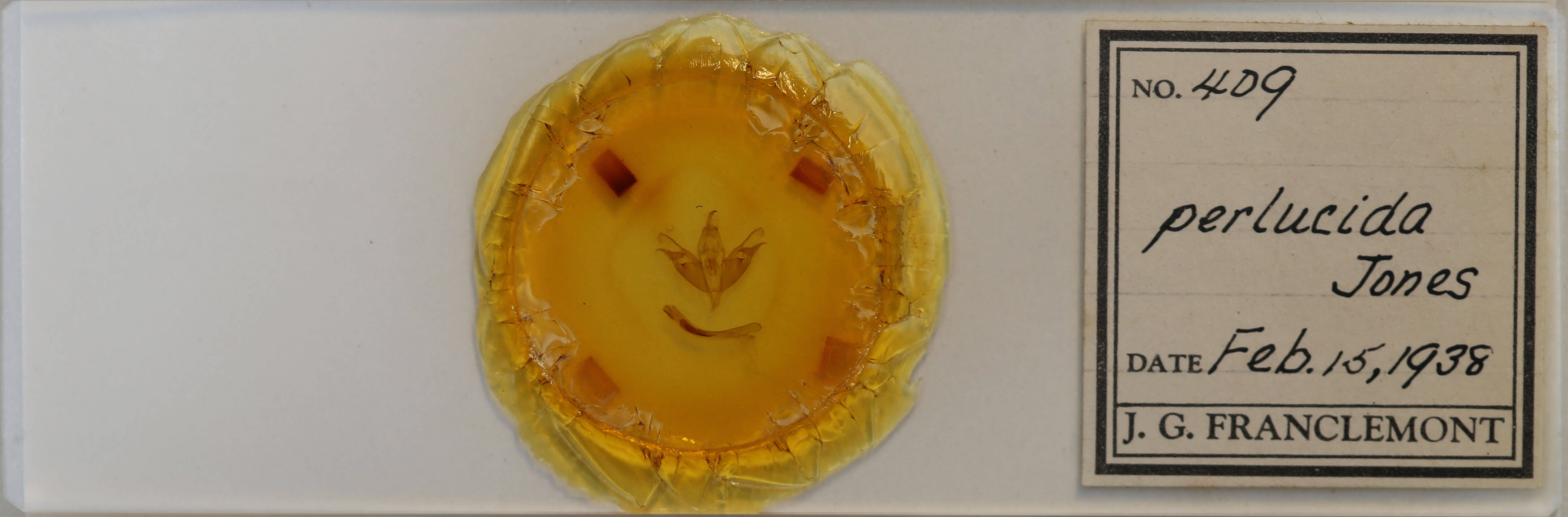 slide view of adult Opsigalea perlucida