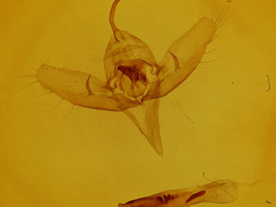 genitalia view of adult Diachrysia balluca