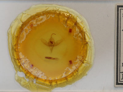 slide view of adult Diachrysia balluca