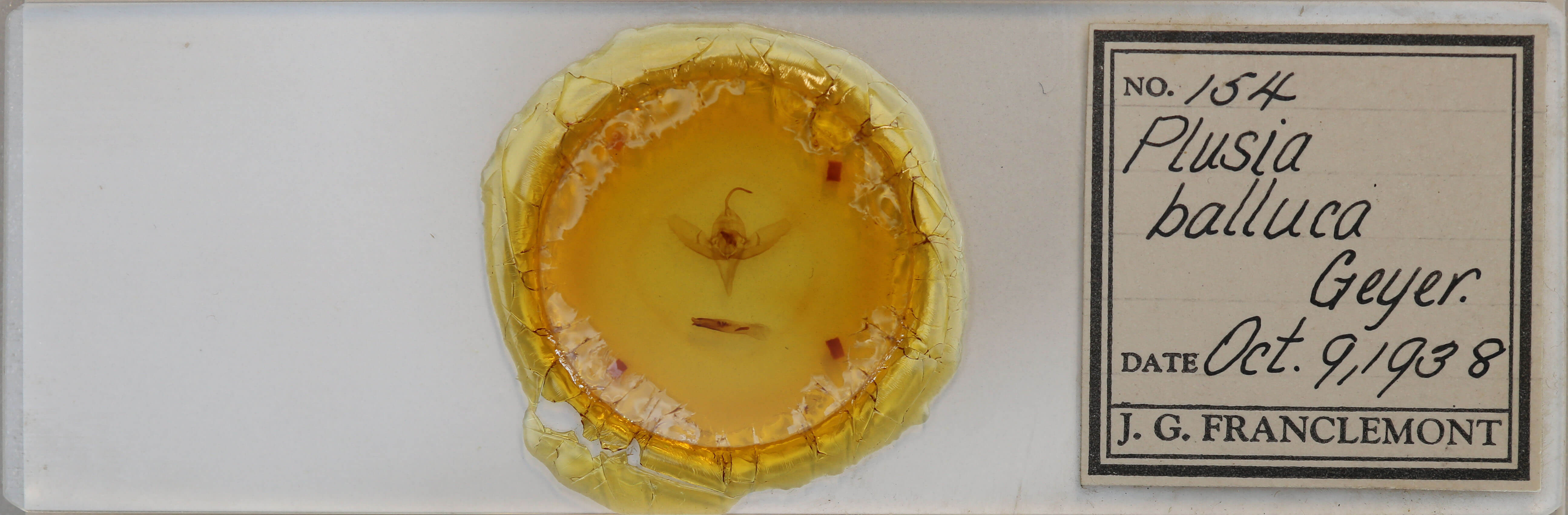 slide view of adult Diachrysia balluca