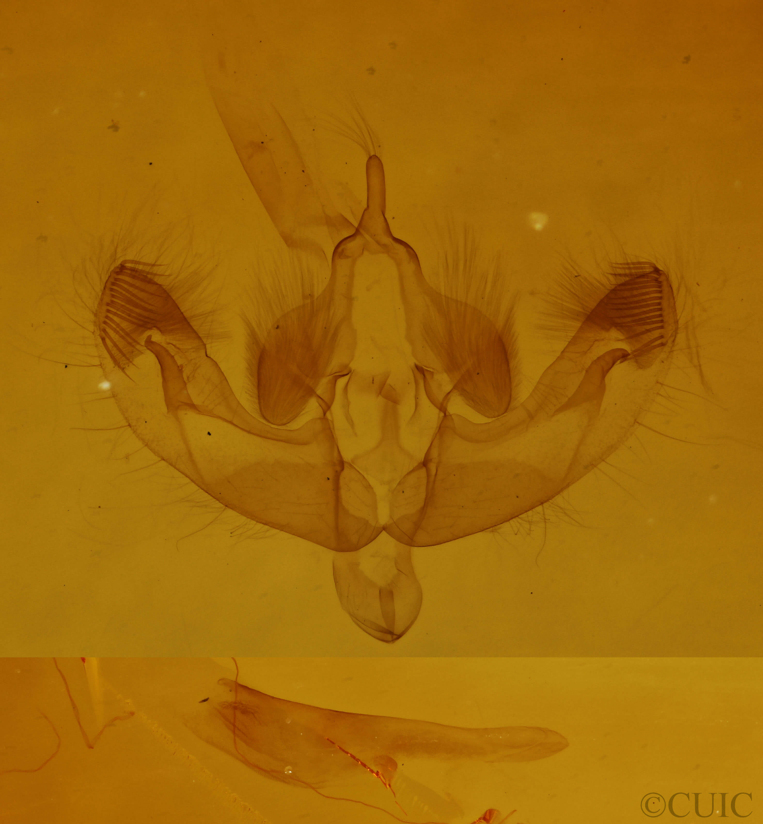 genitalia view of adult Dicycla oo