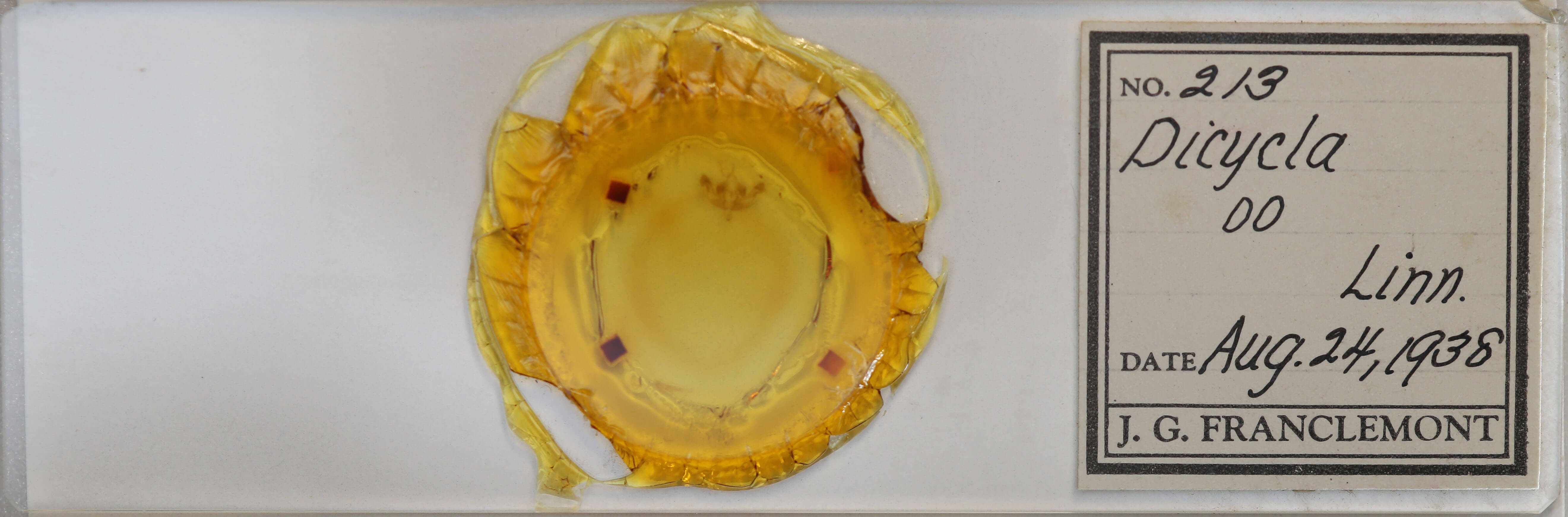 slide view of adult Dicycla oo