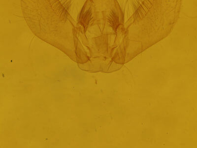 genitalia view of adult Dysstroma