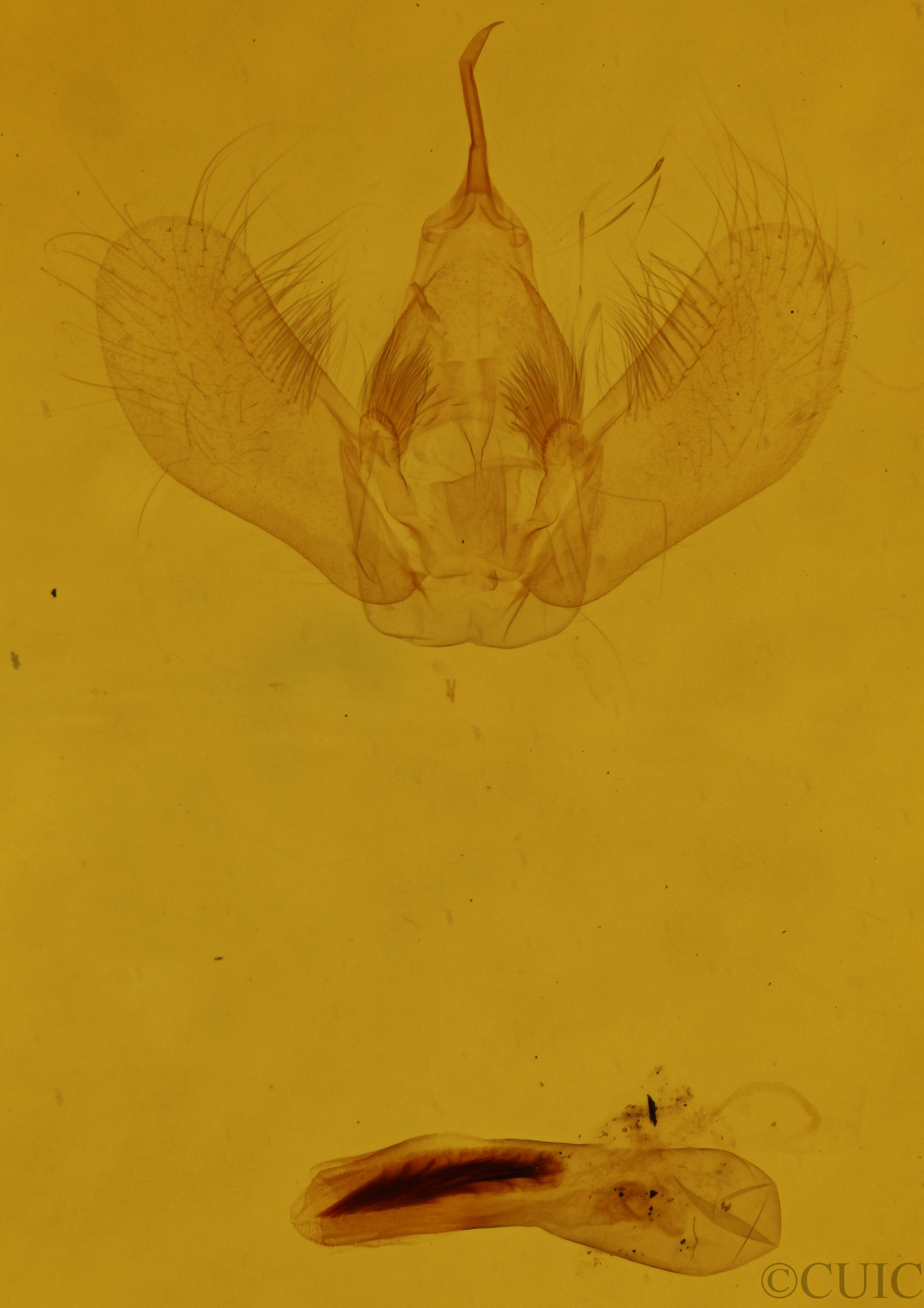 genitalia view of adult Dysstroma