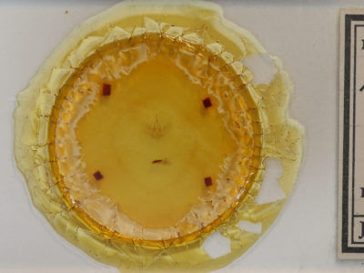 slide view of adult Dysstroma