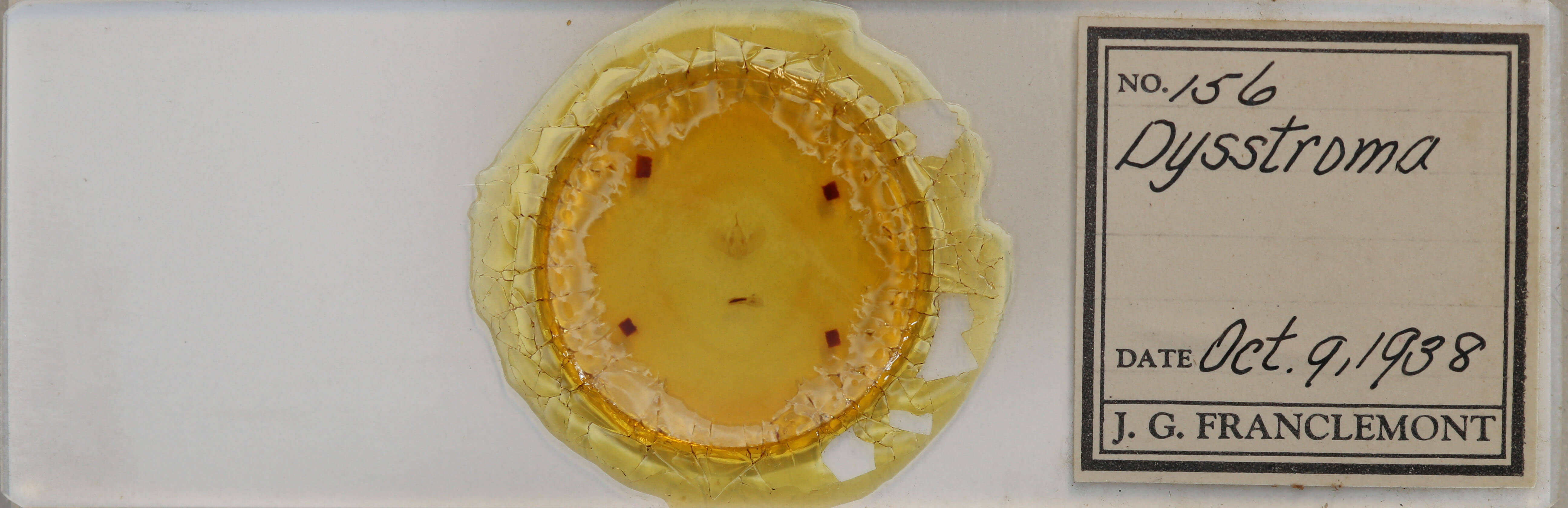 slide view of adult Dysstroma