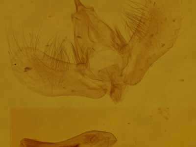 genitalia view of adult Dysstroma