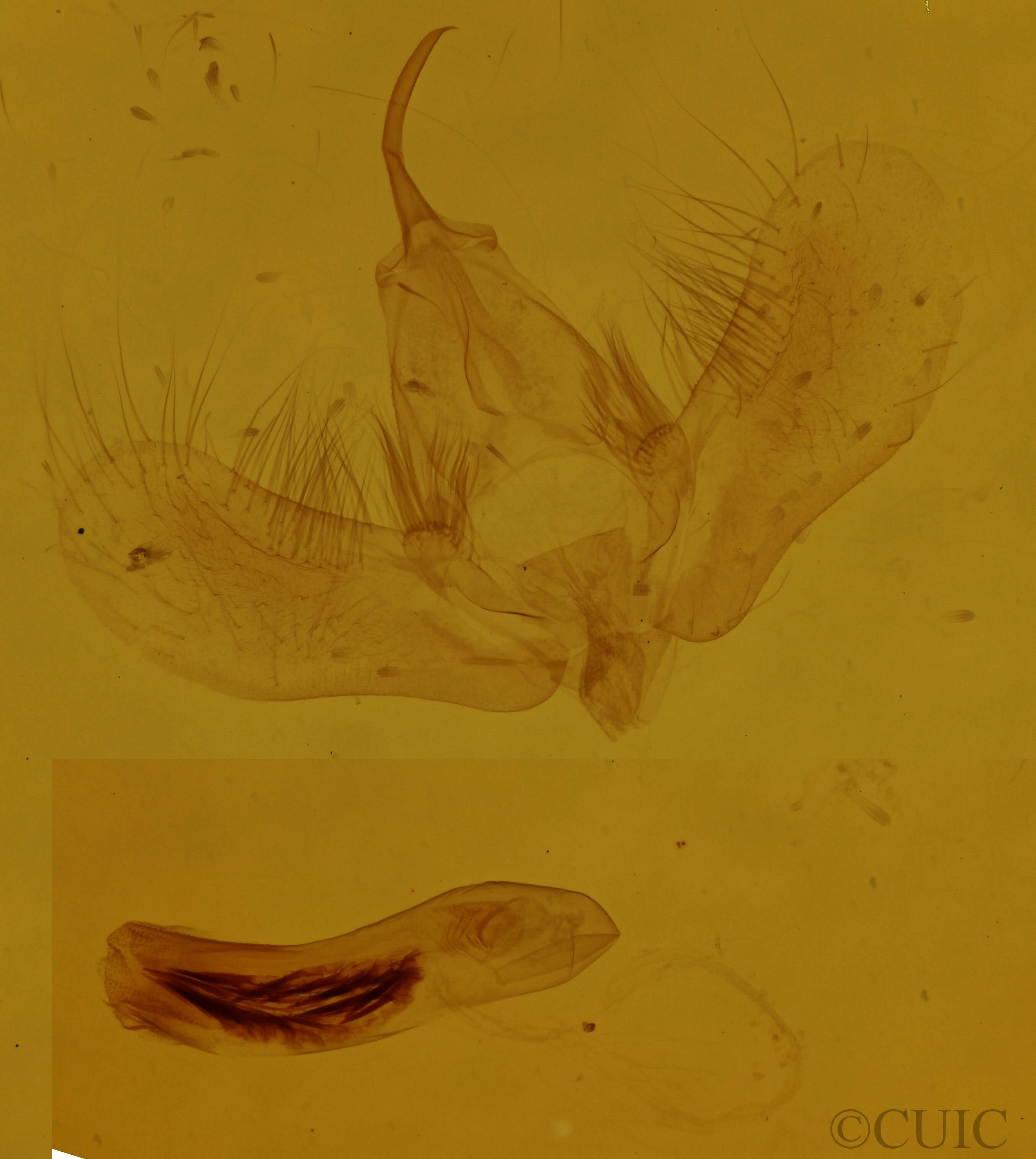 genitalia view of adult Dysstroma