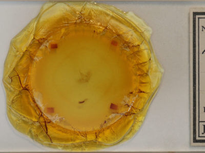 slide view of adult Dysstroma