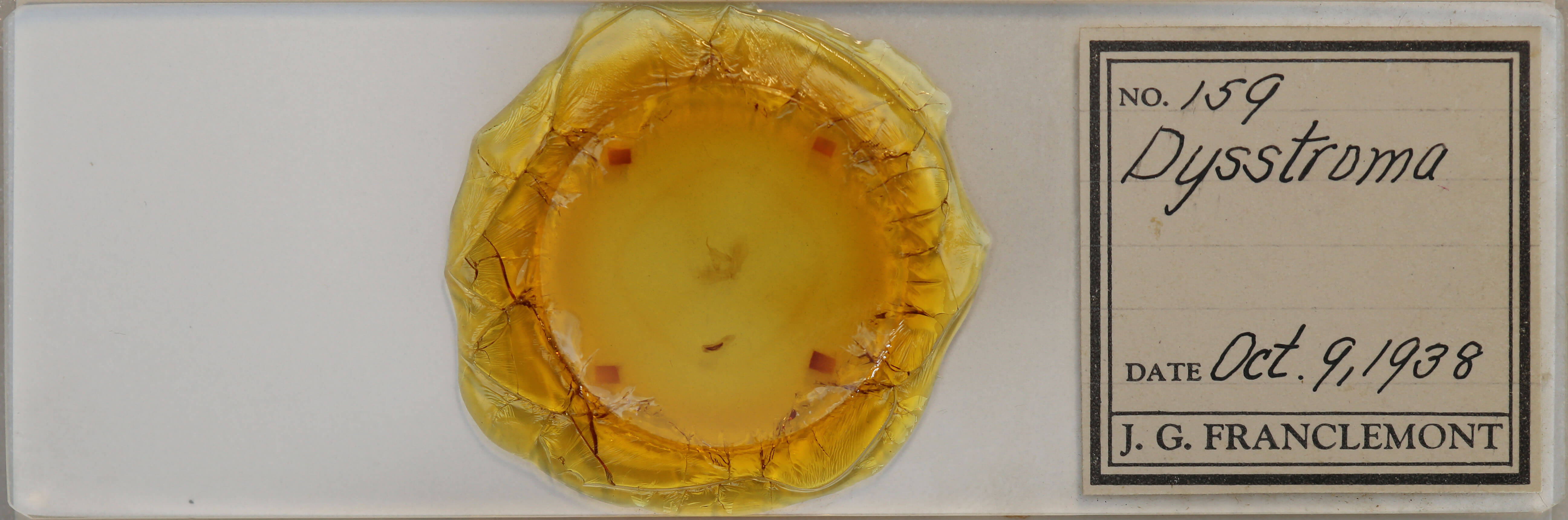 slide view of adult Dysstroma