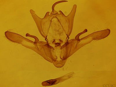 genitalia view of adult Enargia decolor