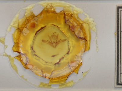 slide view of adult Enargia decolor