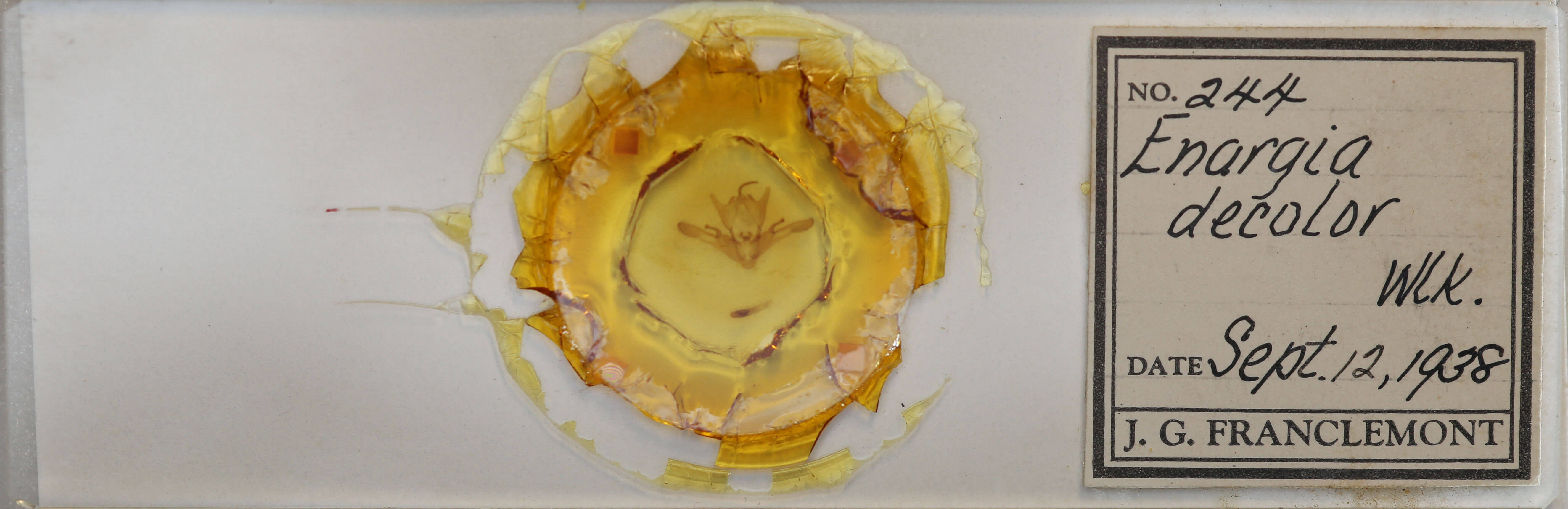 slide view of adult Enargia decolor