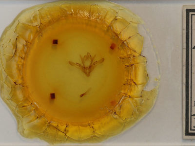 slide view of adult Enargia decolor