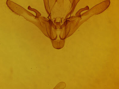 genitalia view of adult Enargia decolor