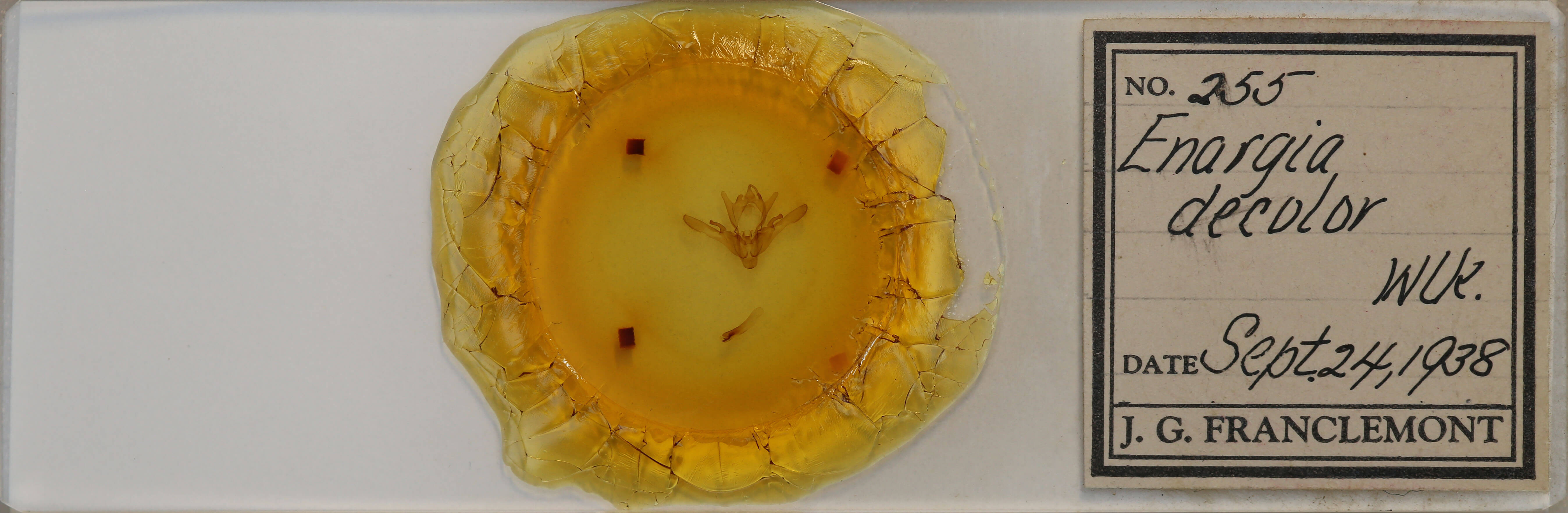 slide view of adult Enargia decolor