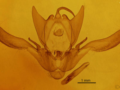 genitalia view of adult Enargia infumata