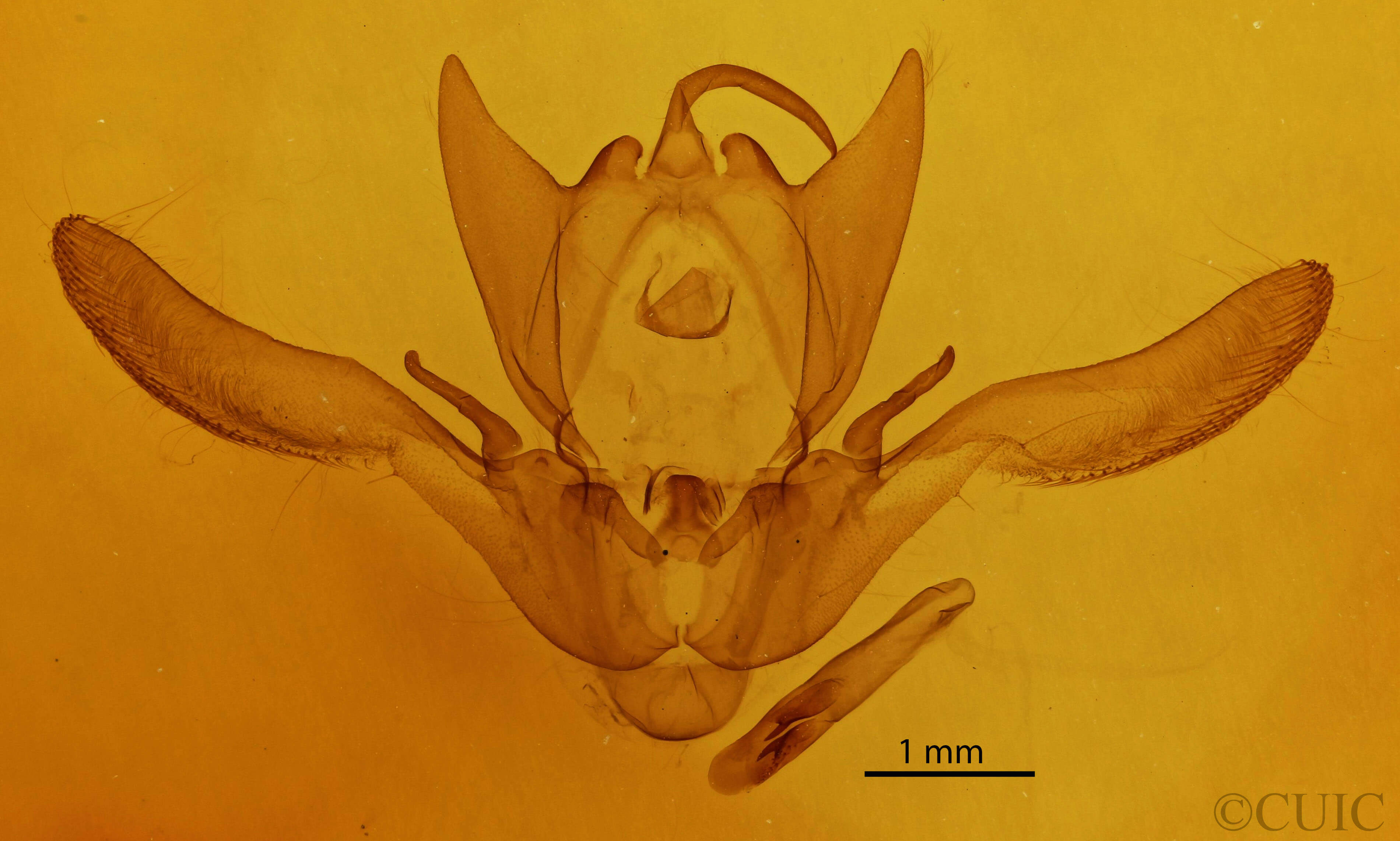 genitalia view of adult Enargia infumata