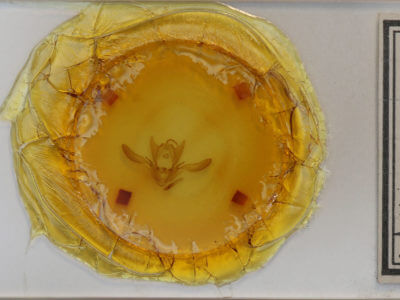 slide view of adult Enargia infumata