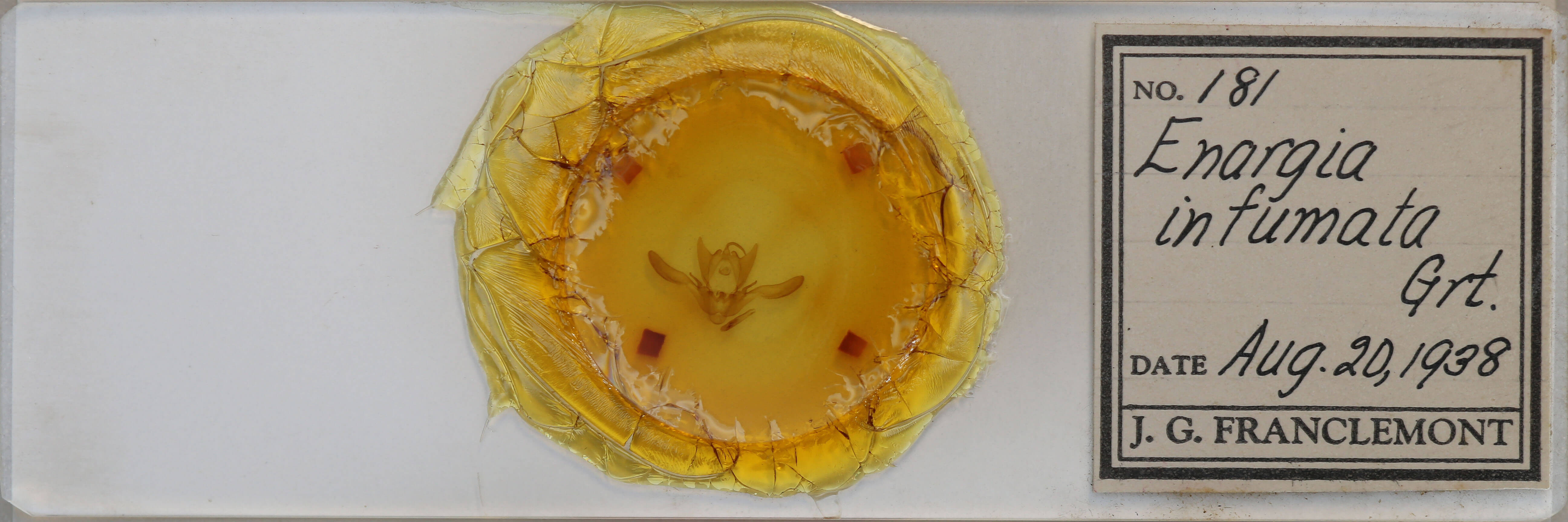 slide view of adult Enargia infumata