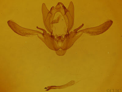 genitalia view of adult Enargia infumata