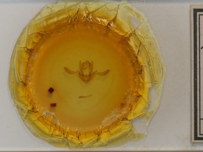 slide view of adult Enargia infumata