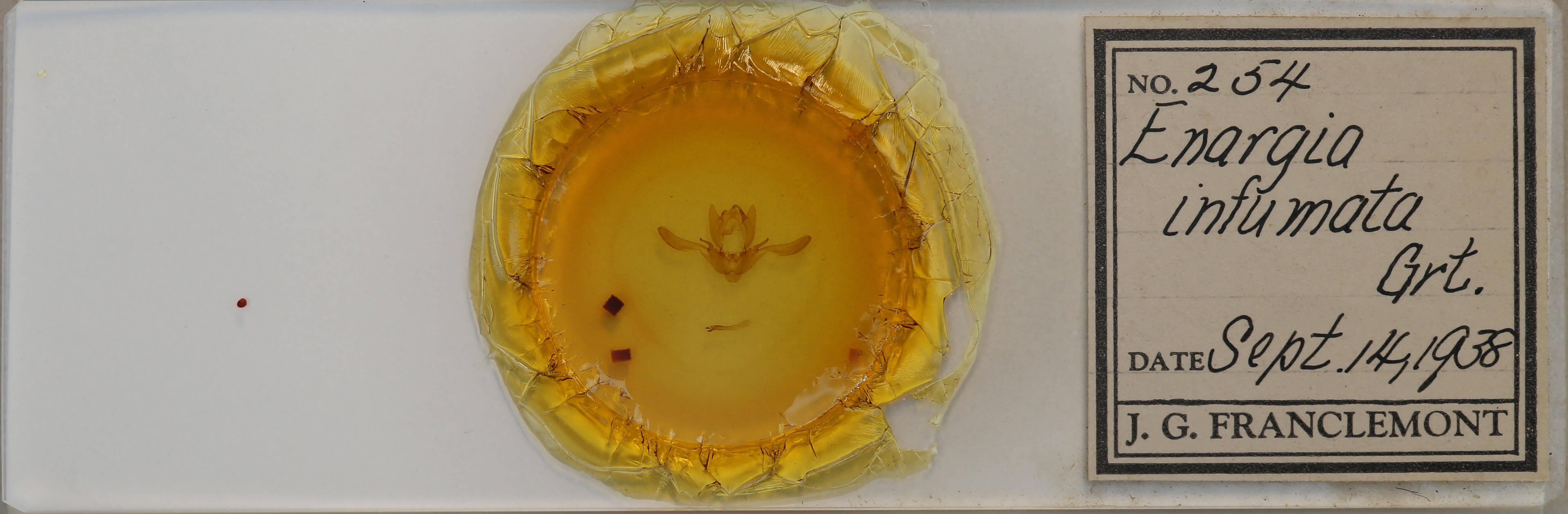 slide view of adult Enargia infumata