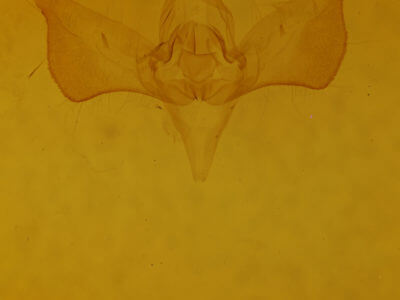 genitalia view of adult Eosphoropteryx thyatiroides