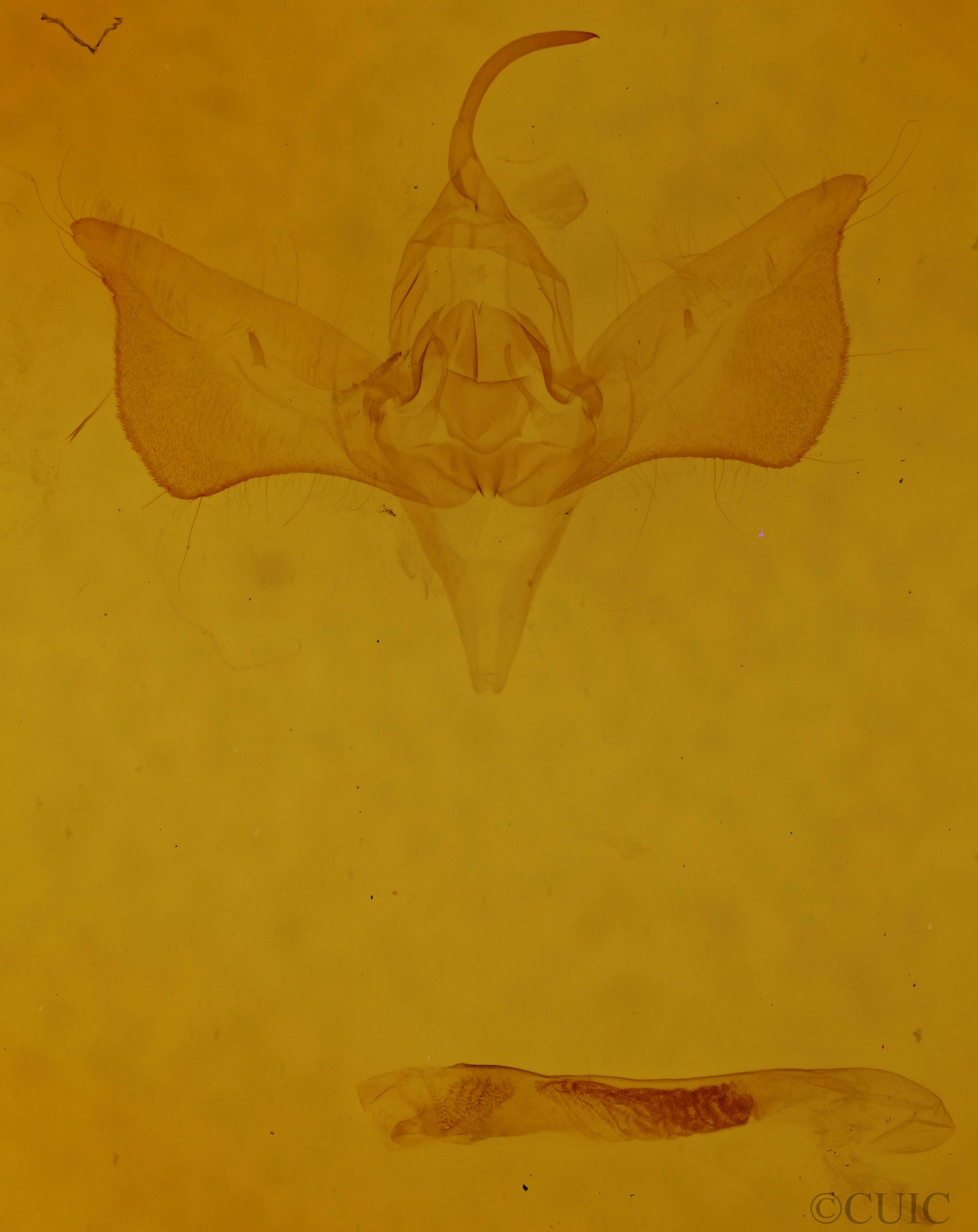 genitalia view of adult Eosphoropteryx thyatiroides