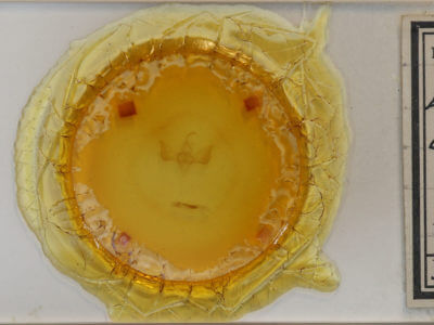 slide view of adult Eosphoropteryx thyatiroides