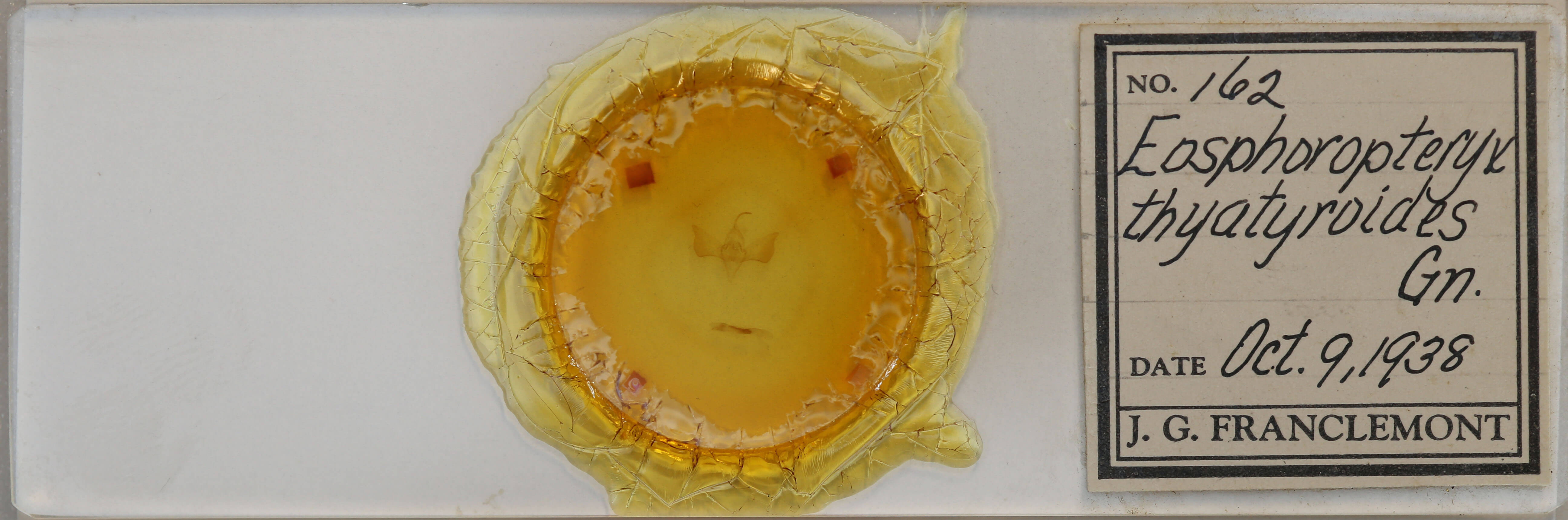 slide view of adult Eosphoropteryx thyatiroides