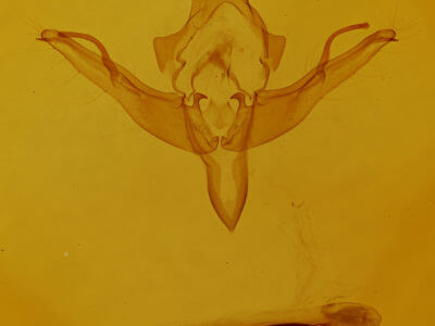 genitalia view of adult Epiglaea apiata
