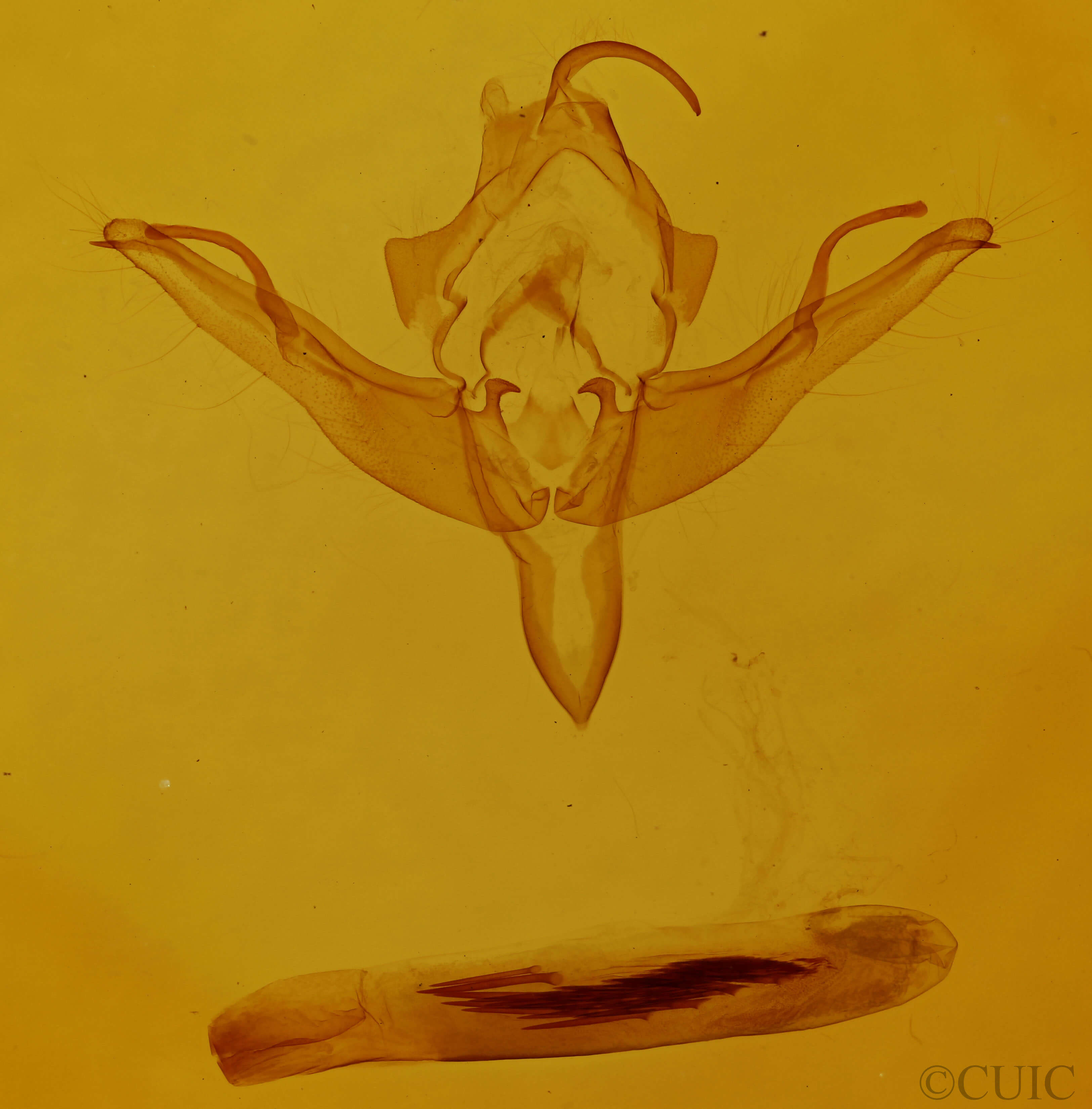 genitalia view of adult Epiglaea apiata