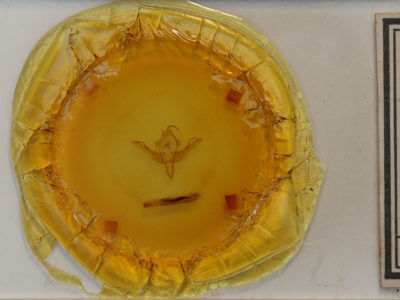 slide view of adult Epiglaea apiata