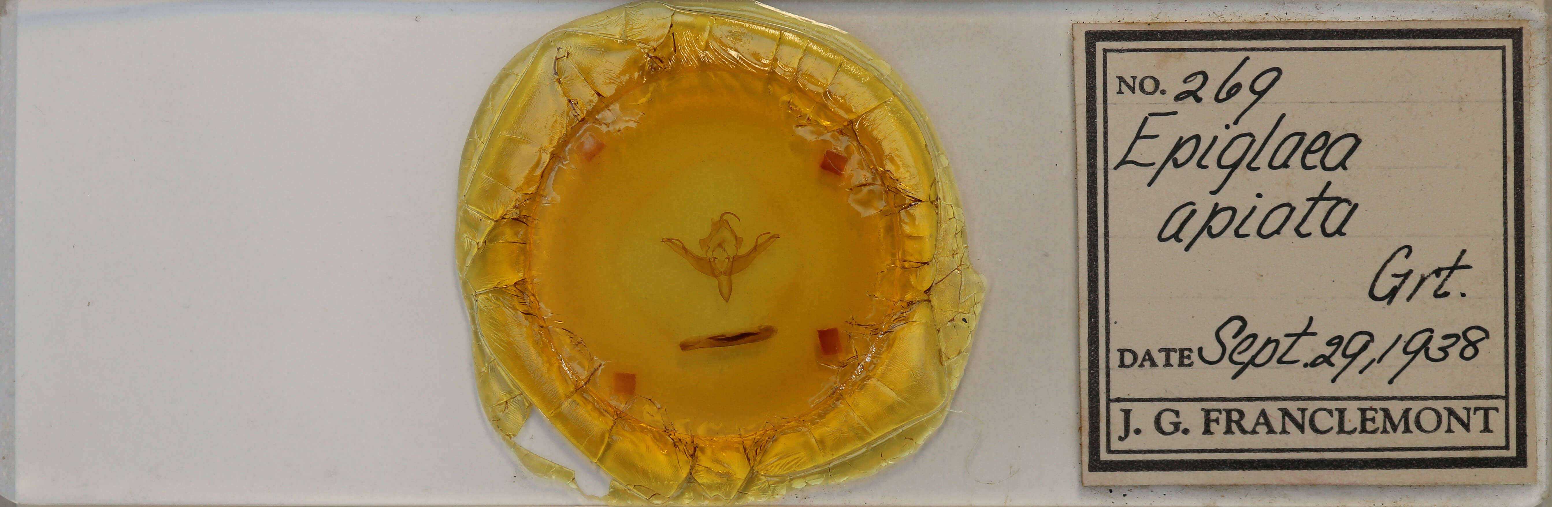 slide view of adult Epiglaea apiata