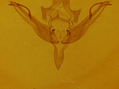 genitalia view of adult Epiglaea apiata