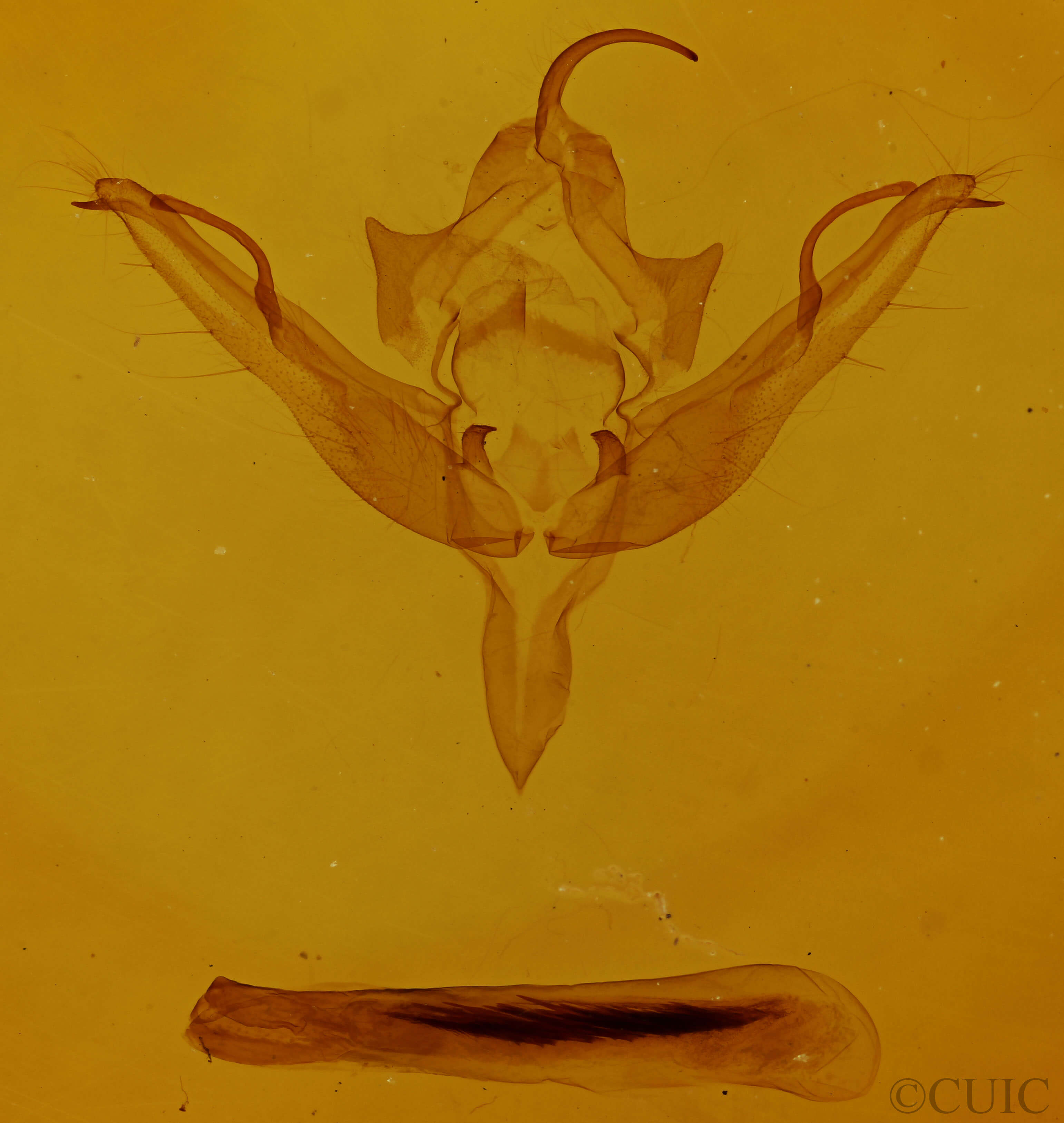 genitalia view of adult Epiglaea apiata