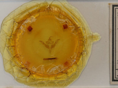 slide view of adult Epiglaea apiata