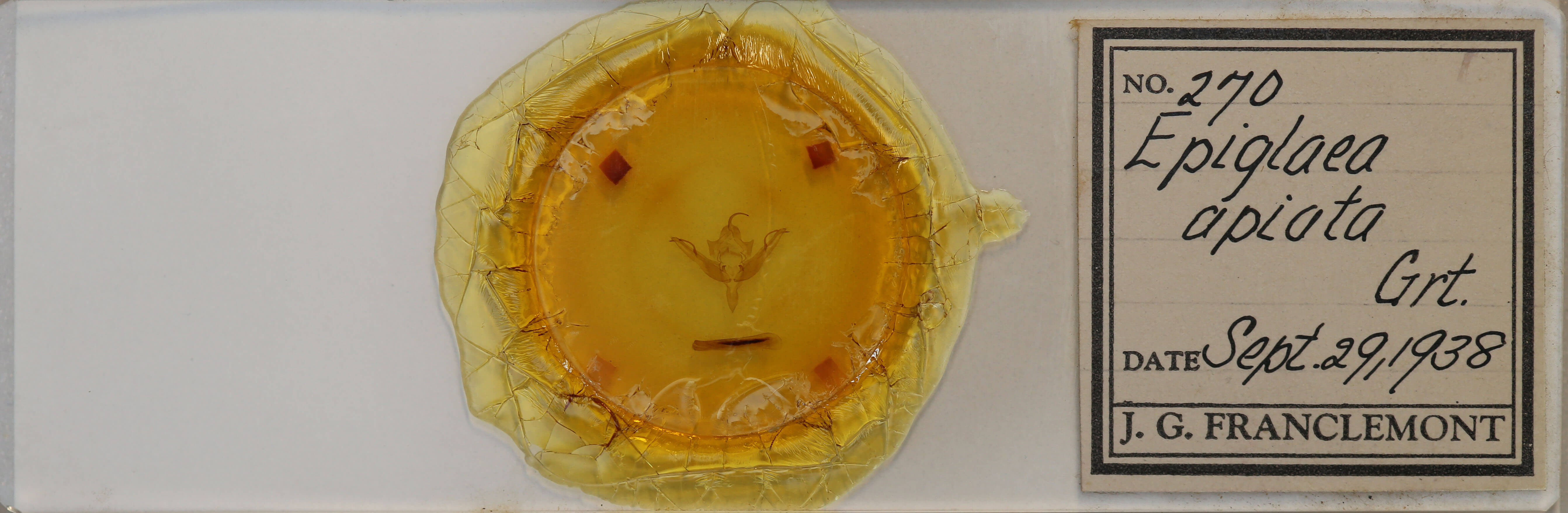 slide view of adult Epiglaea apiata