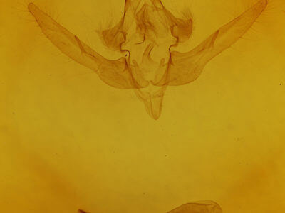 genitalia view of adult Epiglaea decliva