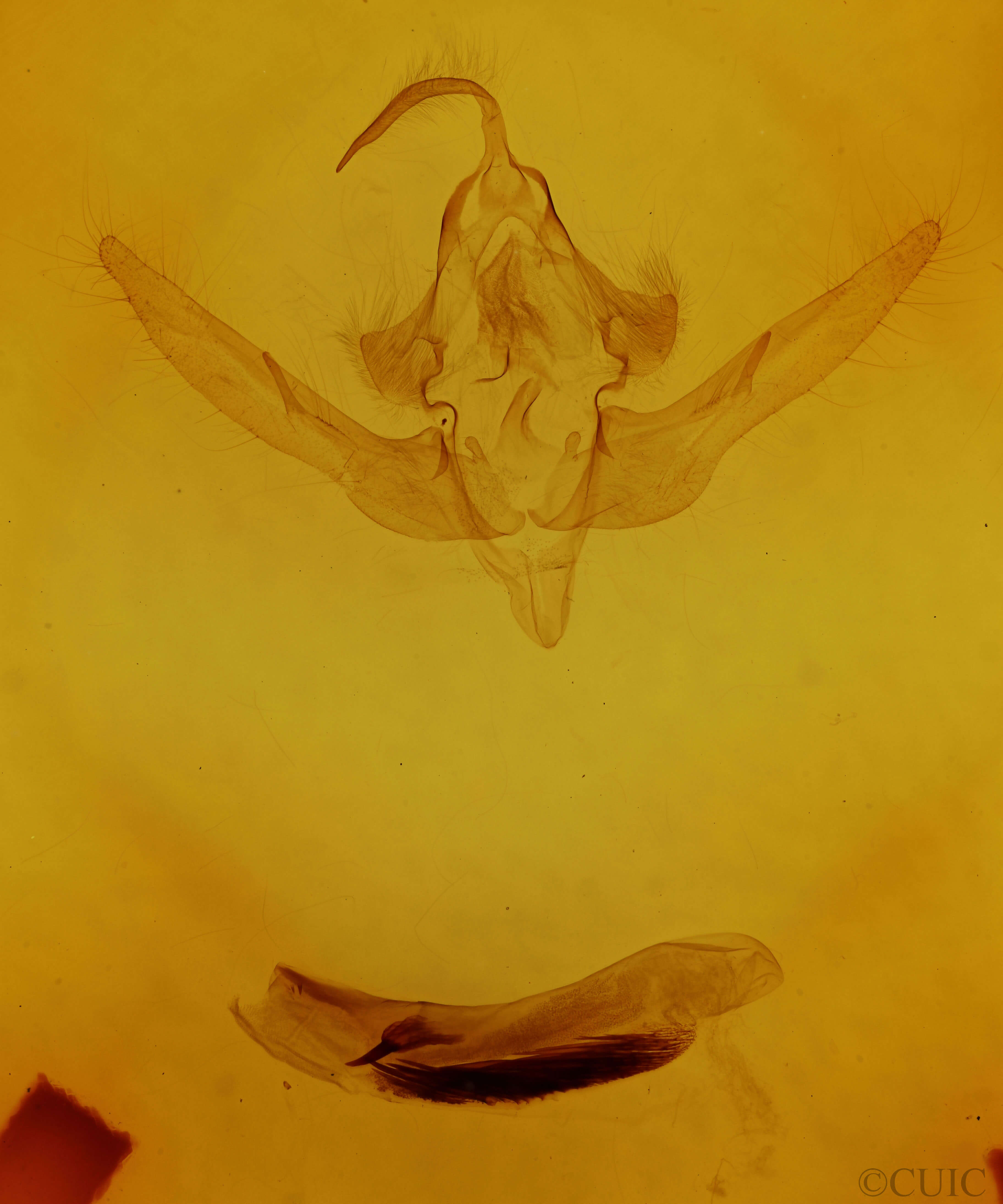 genitalia view of adult Epiglaea decliva