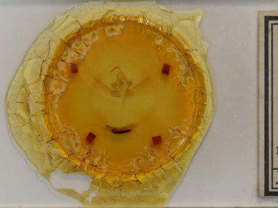 slide view of adult Epiglaea decliva