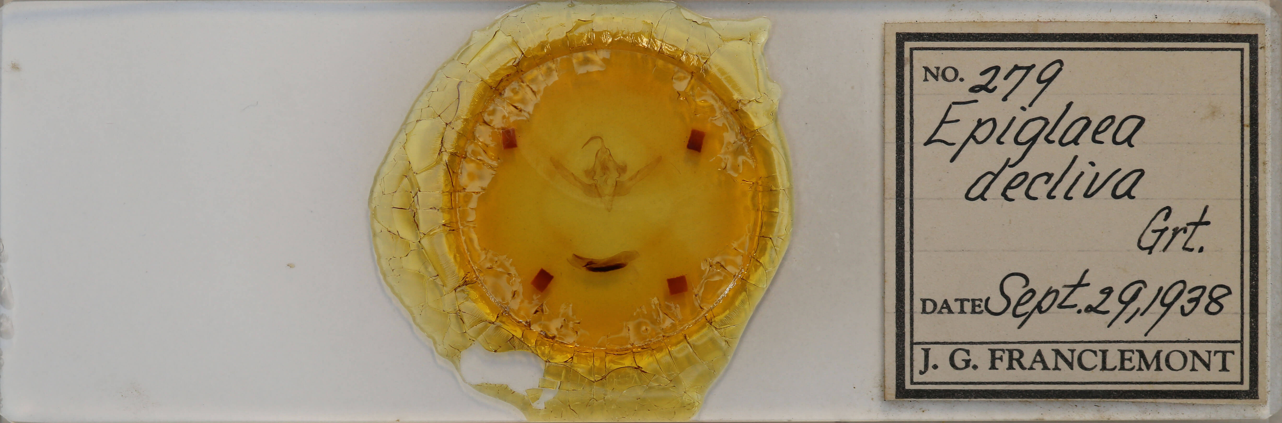 slide view of adult Epiglaea decliva