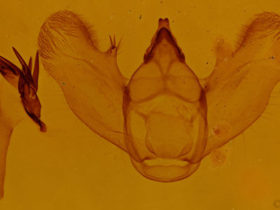 genitalia view of adult Epimecis hortaria