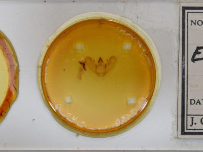 slide view of adult Epimecis hortaria