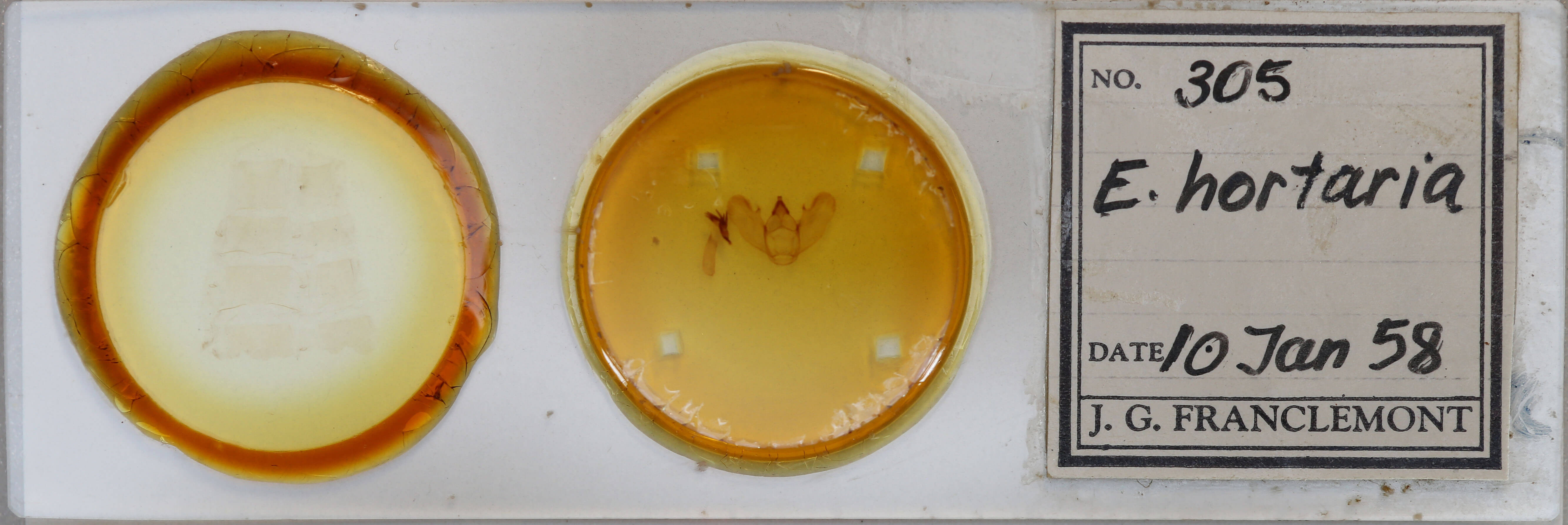 slide view of adult Epimecis hortaria